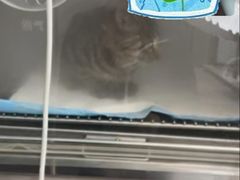 -宠颐生斯嘉宠物医院·急重症·心内科(谷阳北路分院)