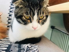 -平行世界·猫咖(首经贸店)
