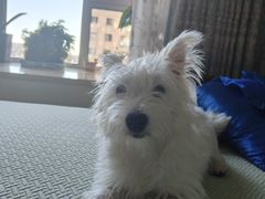 -瑞派宠物医院·犬猫全科·猫友好(宾水西道店)