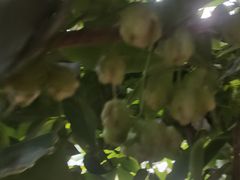 -石家庄市植物园