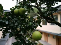 -乐领拈花溪·林涧食韵