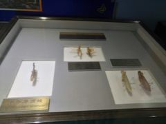 -上海昆虫博物馆