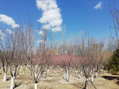 -永定河休闲森林公园