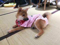 -逗柴咖啡屋·狗咖猫咖宠物桌游