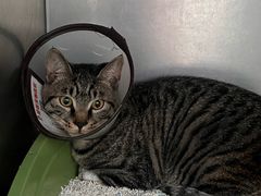 -爱牧宠物医院·猫专科·骨科·内窥镜(甪直店)