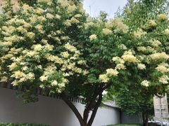 -北京市海淀区翠微小学