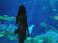 -暹罗海洋世界