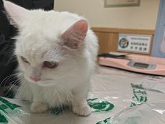 -瑞派宠物医院·24h·骨外科·皮肤科·全科宠物医疗转诊中心(沈阳浑南院)