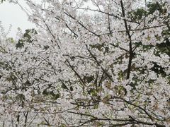 -南山植物园