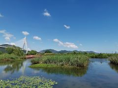 -芒洲湿地公园