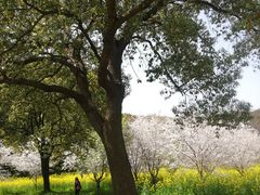 -苏州上方山国家森林公园