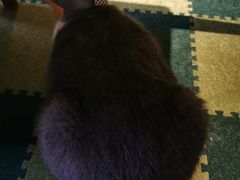 -猫猫幼稚园·撸猫·桌游·电玩
