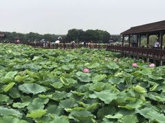 -荷塘月色湿地公园·向阳花洲