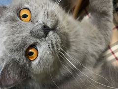 -猫大福·Fortune Cat猫舍(百子湾店)