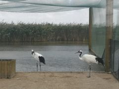 -盐城丹顶鹤湿地生态旅游区