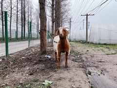 -喜杨洋草莓采摘园