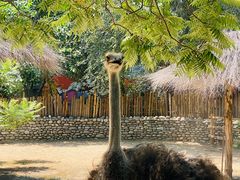 -北京野生动物园