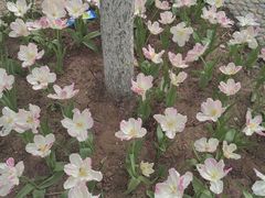 -石家庄市植物园