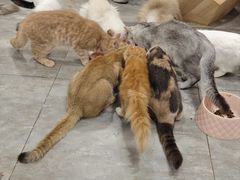-楼上猫咖(罗湖店)