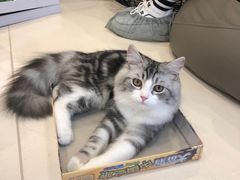 -飞行喵MR PILOT|猫舍·猫咖(静安大融城店)
