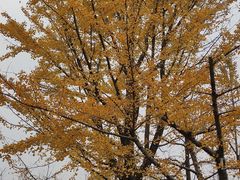 -黄兴公园