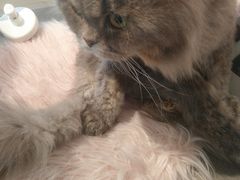 -喵屿·大理花园猫咖