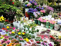 -双季花艺园艺市场(浦东店)