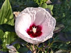 -上海滨江森林公园