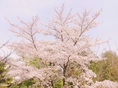 -西安青龙寺遗址景区