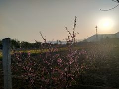 -济南植物园