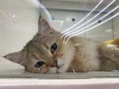 -1013 PET SHOP精品宠物商店(丁香店)