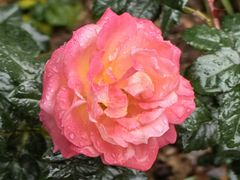 -人民公园(罗湖区)