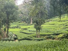 -桃园农庄·桃源宴