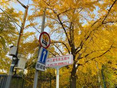 -三里屯东五街银杏大道