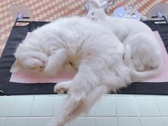 -有猫主题·治愈系猫咖(曾厝垵店)