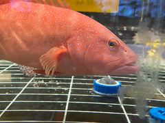 -品悦酒店(三林古镇店)