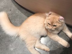 -瞄一喵猫咖(格力海岸店)
