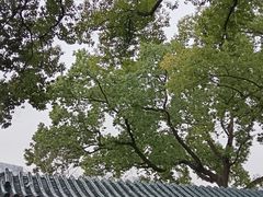 -古琴台