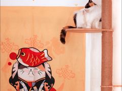 -平行世界·猫咖(首经贸店)