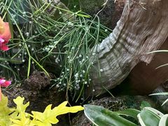 -北京植物园-展览温室