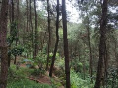 -铁山坪森林公园