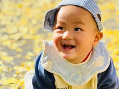 -三里屯东五街银杏大道