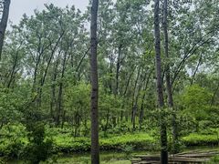 -合肥滨湖国家森林公园