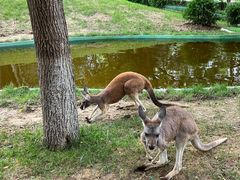 -北京野生动物园