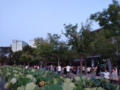 -莲花池公园