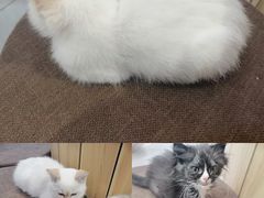 -Heymao猫咖.咖啡厅(东门店)