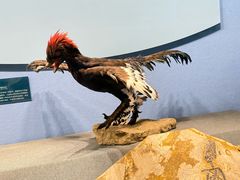 -国家自然博物馆