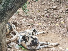 -大连森林动物园