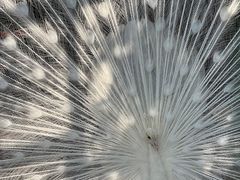 -曼听御花园