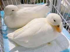 -共舞时光猫咖·狗咖(新街口店)